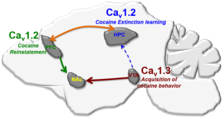 Cav1.2 and Cav1.3 Channels in Cocaine Addiction 